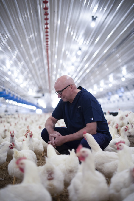 Jan Henriksen in poultry house with flock of chickens