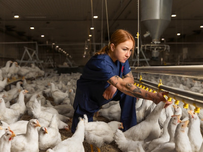 Woman with chickens at watering stations
