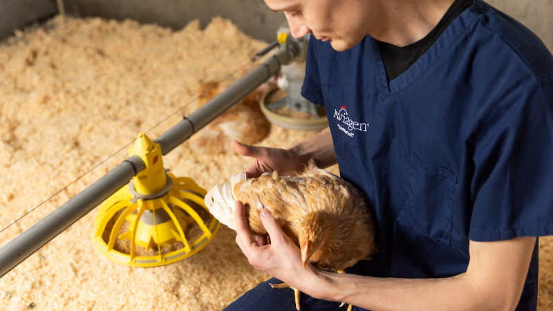 Aviagen Rustic Rowan Accepted under Royal Society for the Prevention of Cruelty to Animals (RSPCA) Welfare Standards and the RSPCA Assured Scheme