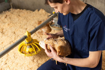 Aviagen employee holding chicken